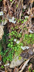Cardamine dolichostyla