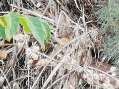 Prinia gracilis