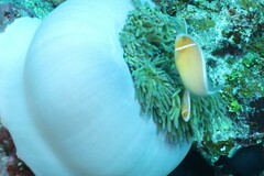 Amphiprion perideraion