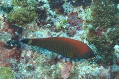 Pseudodax moluccanus