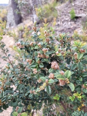 Oxylobium ellipticum