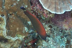 Pseudodax moluccanus