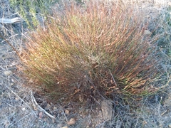 Crocanthemum scoparium