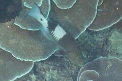 Gracila albomarginata