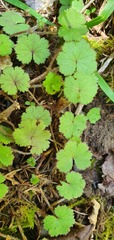 Hydrocotyle moschata