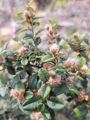 Oxylobium ellipticum