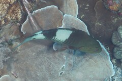 Gracila albomarginata