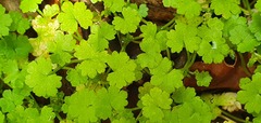 Hydrocotyle heteromeria