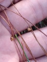 Crocanthemum scoparium