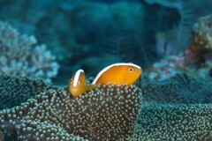 Amphiprion sandaracinos