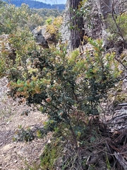 Oxylobium ellipticum