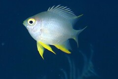 Amblyglyphidodon aureus