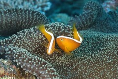 Amphiprion sandaracinos