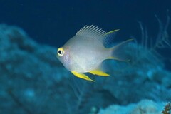 Amblyglyphidodon aureus