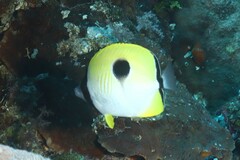 Chaetodon unimaculatus