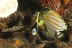 Chaetodon ornatissimus
