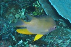 Amblyglyphidodon aureus