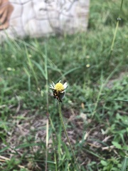 Amata huebneri