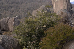 Elaeocarpus holopetalus