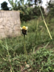 Amata huebneri