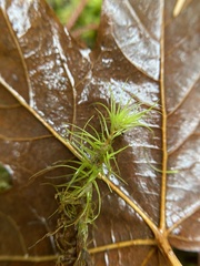 Dicranum fuscescens