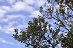 Elaeocarpus holopetalus