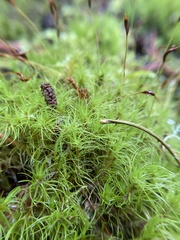 Dicranum fuscescens