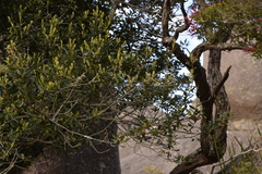 Elaeocarpus holopetalus