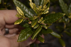 Elaeocarpus holopetalus