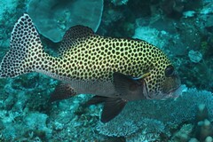 Plectorhinchus chaetodonoides