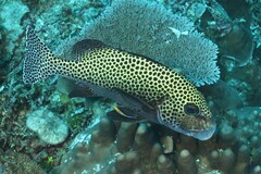 Plectorhinchus chaetodonoides