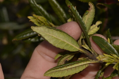 Elaeocarpus holopetalus