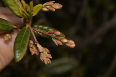 Elaeocarpus holopetalus