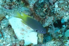 Pomacentrus nigromarginatus