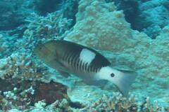 Gracila albomarginata