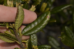 Elaeocarpus holopetalus