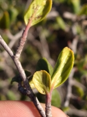 Cercocarpus minutiflorus