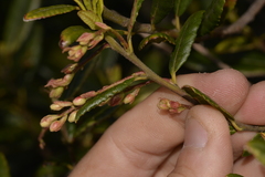 Elaeocarpus holopetalus