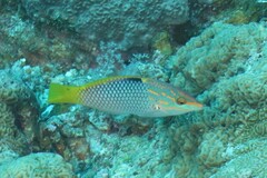 Halichoeres hortulanus