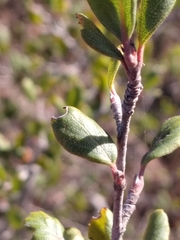 Cercocarpus minutiflorus