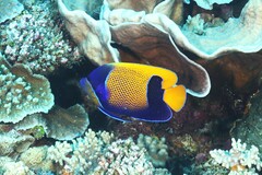 Pomacanthus navarchus