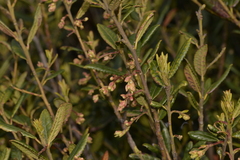 Elaeocarpus holopetalus