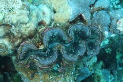 Tridacna