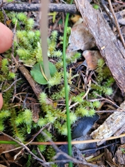 Corybas cheesemanii