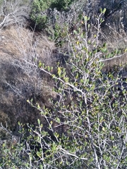 Cercocarpus minutiflorus