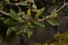 Elaeocarpus holopetalus