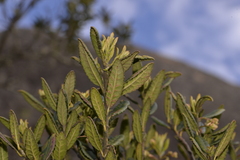 Elaeocarpus holopetalus