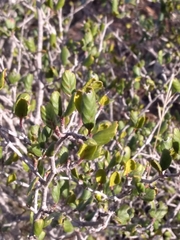 Cercocarpus minutiflorus
