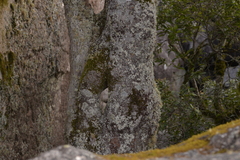 Elaeocarpus holopetalus