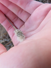 Anemone virginiana